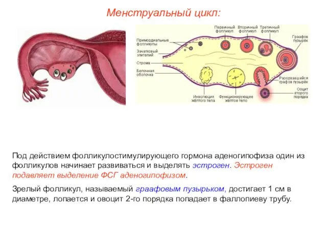 Менструальный цикл: Под действием фолликулостимулирующего гормона аденогипофиза один из фолликулов начинает