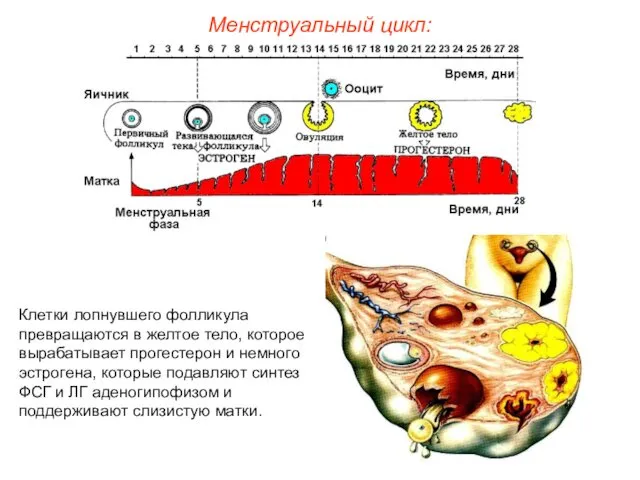 Менструальный цикл: Клетки лопнувшего фолликула превращаются в желтое тело, которое вырабатывает