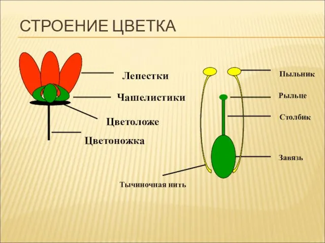 СТРОЕНИЕ ЦВЕТКА Лепестки Чашелистики Цветоложе Цветоножка Пыльник Рыльце Столбик Завязь Тычиночная нить