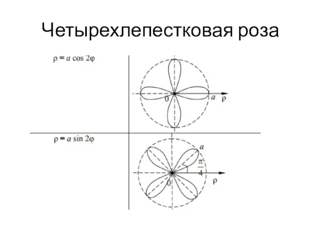 Четырехлепестковая роза