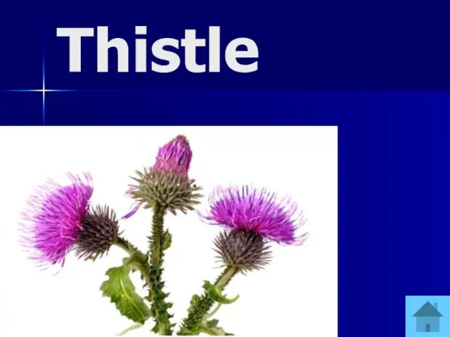 Thistle