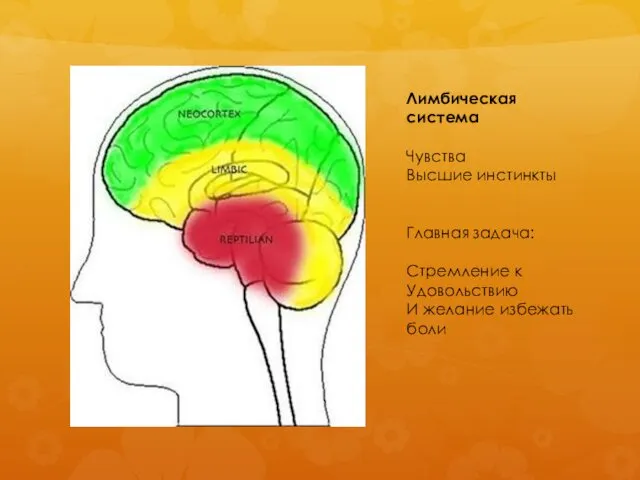 Лимбическая система Чувства Высшие инстинкты Главная задача: Стремление к Удовольствию И желание избежать боли