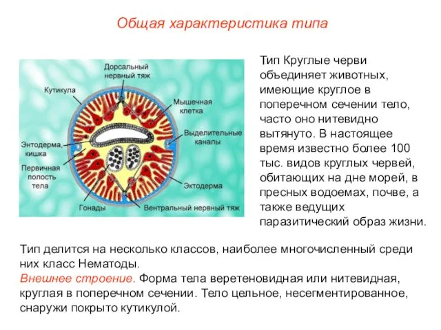 Общая характеристика типа Тип делится на несколько классов, наиболее многочисленный среди