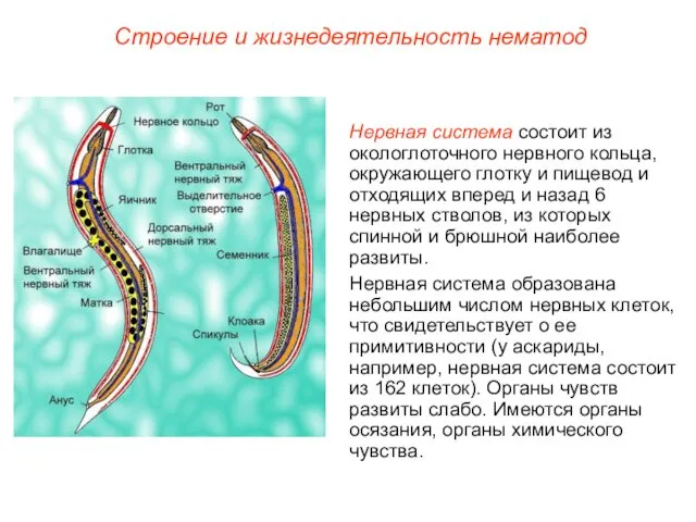 Строение и жизнедеятельность нематод Нервная система состоит из окологлоточного нервного кольца,