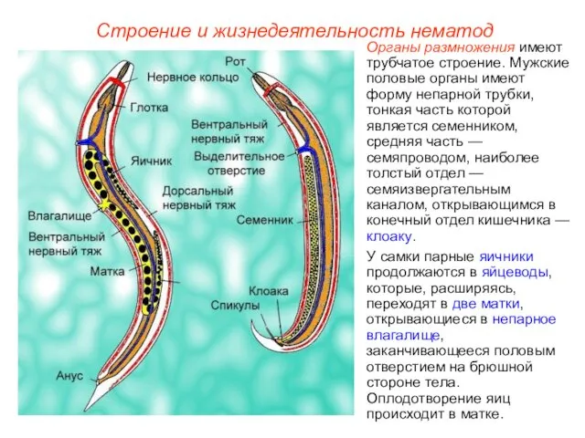 Строение и жизнедеятельность нематод Органы размножения имеют трубчатое строение. Мужские половые