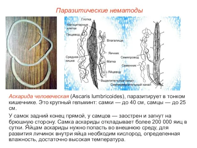 Паразитические нематоды Аскарида человеческая (Ascaris lumbricoides), паразитирует в тонком кишечнике. Это