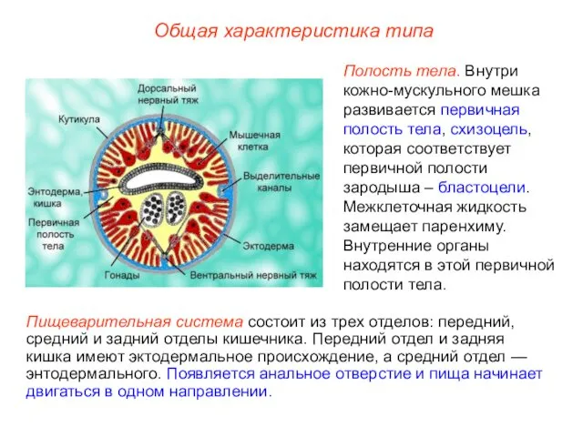 Общая характеристика типа Пищеварительная система состоит из трех отделов: передний, средний