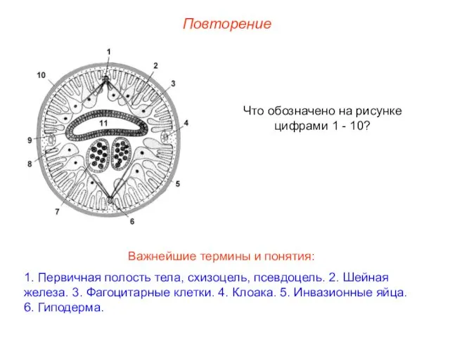 Повторение Что обозначено на рисунке цифрами 1 - 10? Важнейшие термины