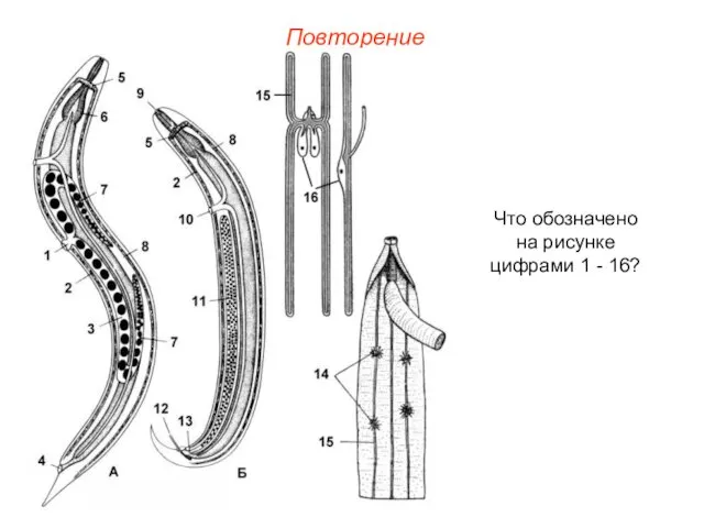 Повторение Что обозначено на рисунке цифрами 1 - 16?