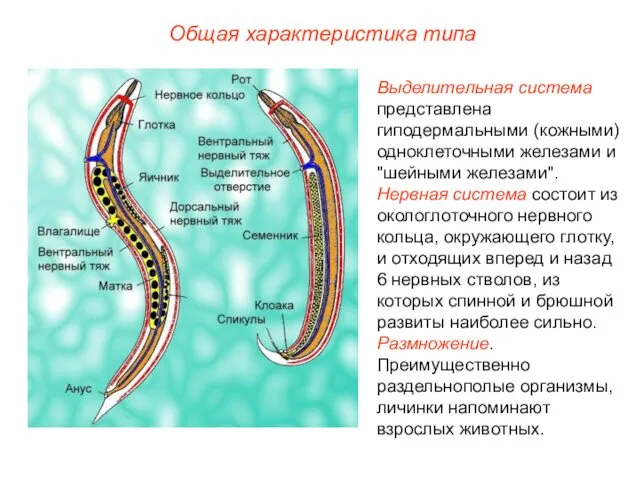 Общая характеристика типа Выделительная система представлена гиподермальными (кожными) одноклеточными железами и