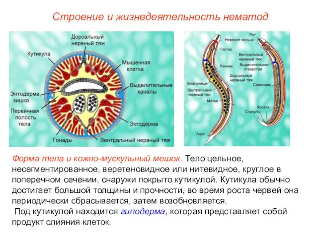 Строение и жизнедеятельность нематод Форма тела и кожно-мускульный мешок. Тело цельное,