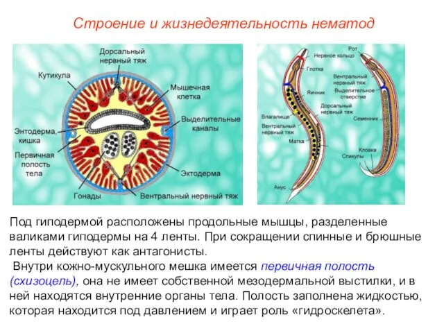 Строение и жизнедеятельность нематод Под гиподермой расположены продольные мышцы, разделенные валиками