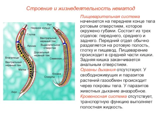 Строение и жизнедеятельность нематод Пищеварительная система начинается на переднем конце тела