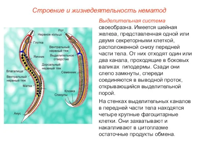 Строение и жизнедеятельность нематод Выделительная система своеобразна. Имеется шейная железа, представленная