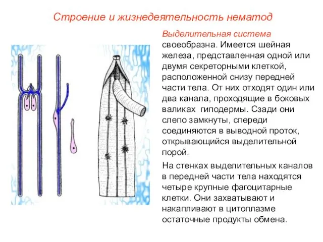 Строение и жизнедеятельность нематод Выделительная система своеобразна. Имеется шейная железа, представленная