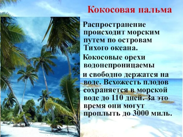 Кокосовая пальма Распространение происходит морским путем по островам Тихого океана. Кокосовые