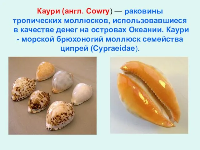 Каури (англ. Cowry) — раковины тропических моллюсков, использовавшиеся в качестве денег