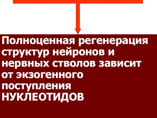 Полноценная регенерация структур нейронов и нервных стволов зависит от экзогенного поступления НУКЛЕОТИДОВ