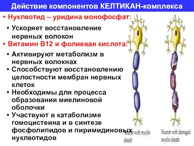 Действие компонентов КЕЛТИКАН-комплекса Нуклеотид – уридина монофосфат: Ускоряет восстановление нервных волокон