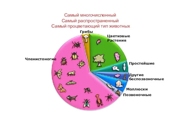 Самый многочисленный Самый распространенный Самый процветающий тип животных Цветковые Растения Грибы