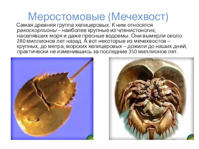 Меростомовые (Мечехвост) Самая древняя группа хелицеровых. К ним относятся ракоскорпионы –