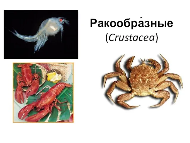 Ракообра́зные (Crustacea)