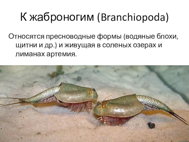 К жаброногим (Branchiopoda) Относятся пресноводные формы (водяные блохи, щитни и др.)