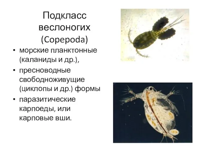 Подкласс веслоногих (Copepoda) морские планктонные (каланиды и др.), пресноводные свободноживущие (циклопы