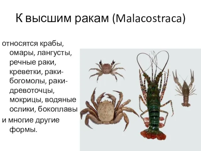 К высшим ракам (Malacostraca) относятся крабы, омары, лангусты, речные раки, креветки,