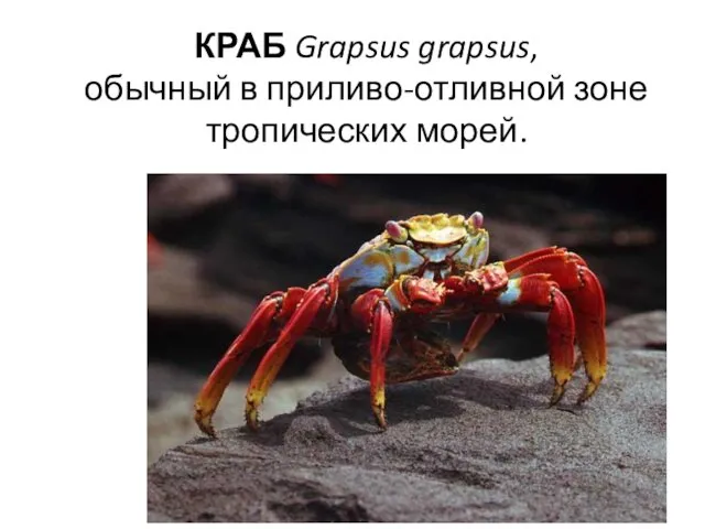 КРАБ Grapsus grapsus, обычный в приливо-отливной зоне тропических морей.