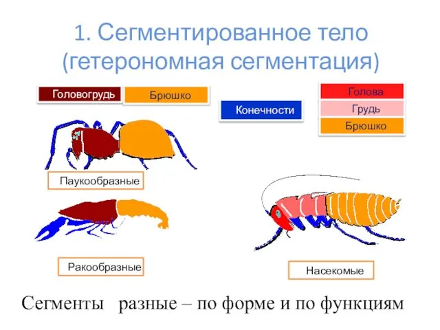 1. Сегментированное тело (гетерономная сегментация) Голова Брюшко Головогрудь Грудь Брюшко Насекомые