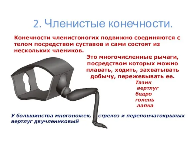 2. Членистые конечности. Конечности членистоногих подвижно соединяются с телом посредством суставов