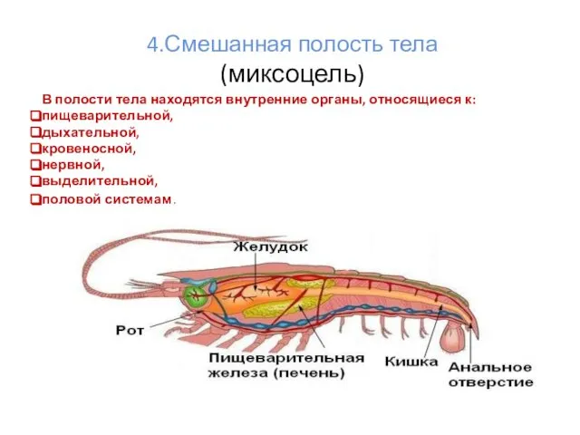 4.Смешанная полость тела (миксоцель) В полости тела находятся внутренние органы, относящиеся