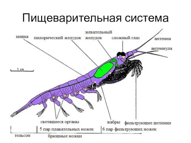 Пищеварительная система