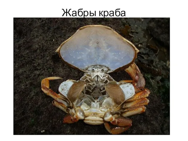 Жабры краба