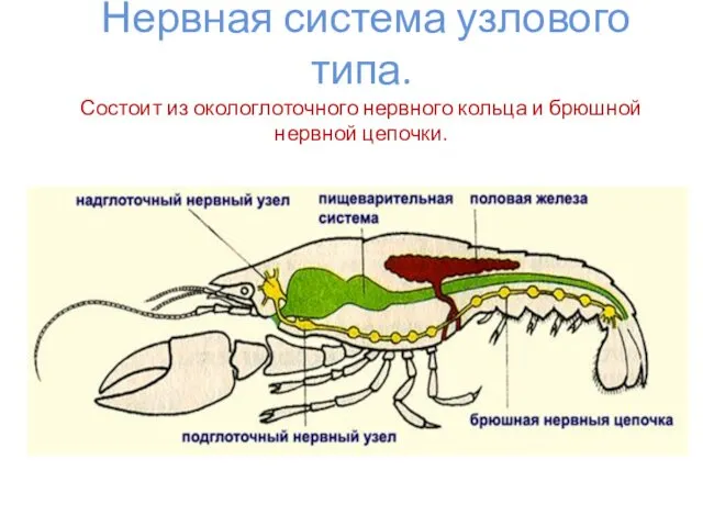 Нервная система узлового типа. Состоит из окологлоточного нервного кольца и брюшной нервной цепочки.