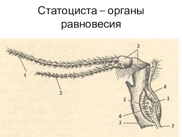 Статоциста – органы равновесия