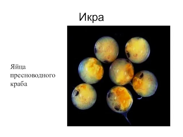 Икра Яйца пресноводного краба