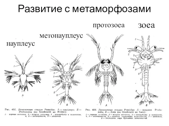 Развитие с метаморфозами науплеус метонауплеус протозоеа зоеа