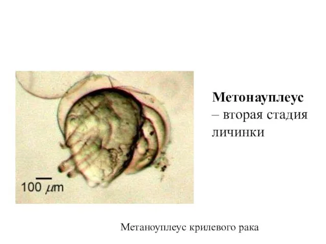 Метонауплеус – вторая стадия личинки Метаноуплеус крилевого рака