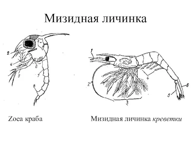 Мизидная личинка Zoea краба Мизидная личинка креветки