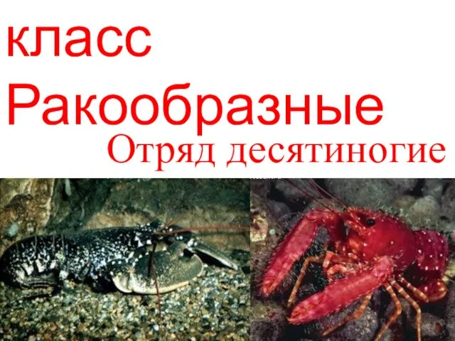 класс Ракообразные Отряд десятиногие