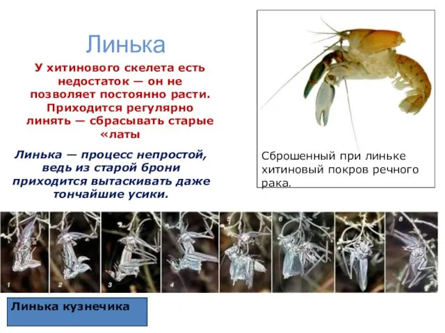 Линька У хитинового скелета есть недостаток — он не позволяет постоянно