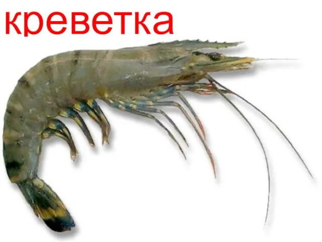 креветка