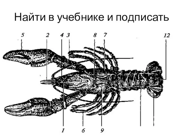 Найти в учебнике и подписать