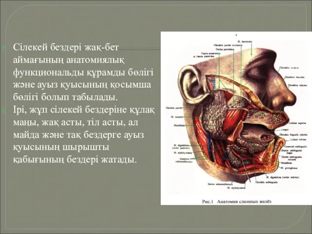 Сілекей бездері жақ-бет аймағының анатомиялық функциональды құрамды бөлігі және ауыз қуысының