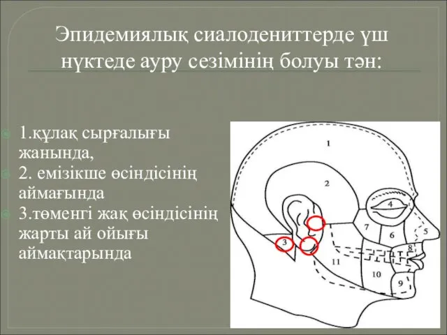 1.құлақ сырғалығы жанында, 2. емізікше өсіндісінің аймағында 3.төменгі жақ өсіндісінің жарты