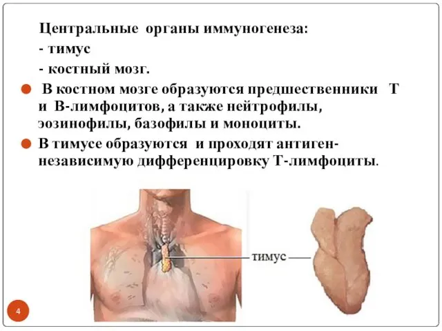 Центральные органы иммуногенеза: - тимус - костный мозг. В костном мозге