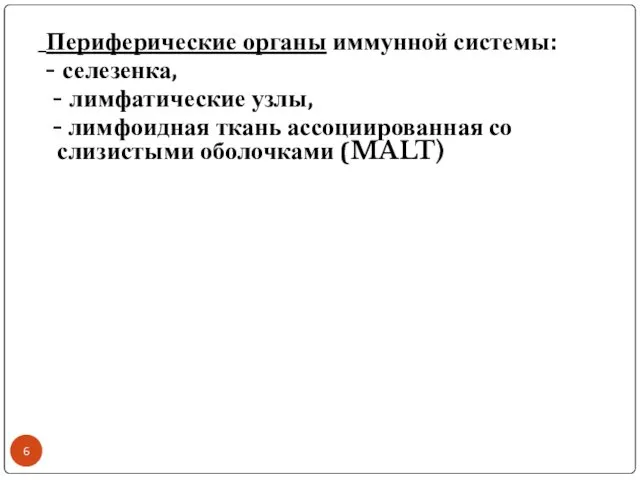 Периферические органы иммунной системы: - селезенка, - лимфатические узлы, - лимфоидная