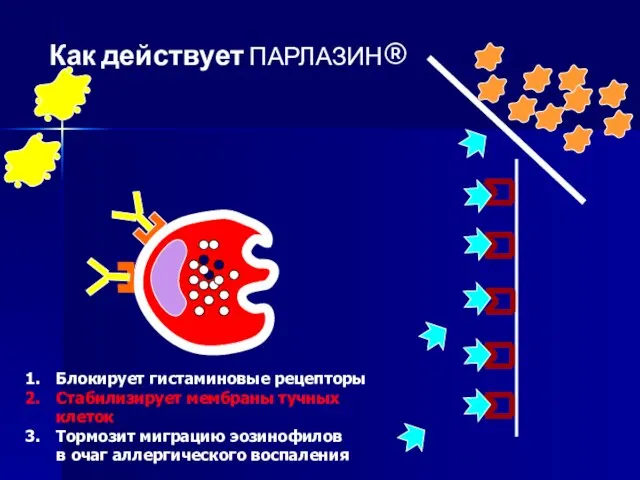 Как действует ПАРЛАЗИН® Блокирует гистаминовые рецепторы Стабилизирует мембраны тучных клеток Тормозит